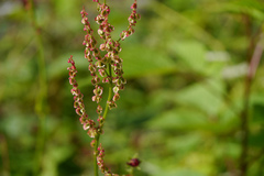 Rumex acetocella